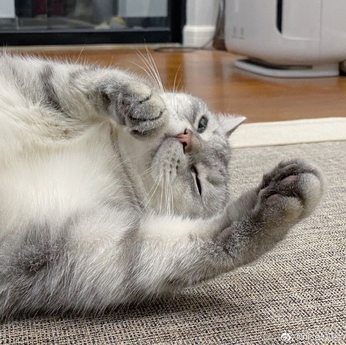 猫图片|宠物猫|猫咪|