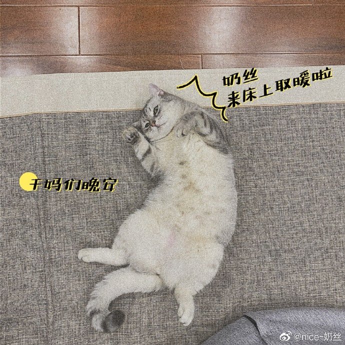 猫图片|宠物猫|猫咪|