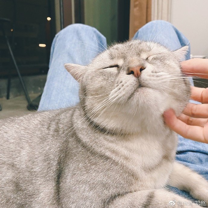 猫图片|宠物猫|猫咪|