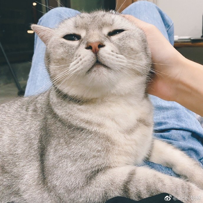 猫图片|宠物猫|猫咪|