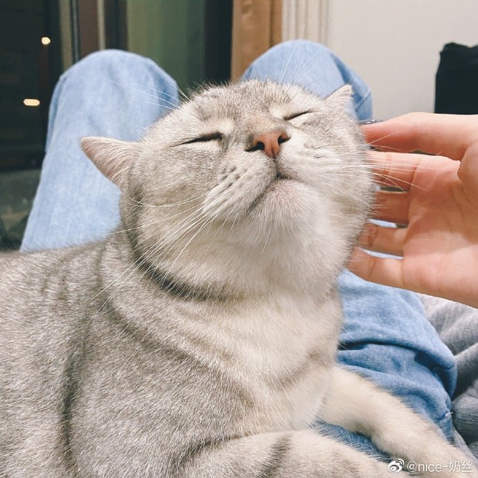 猫图片|宠物猫|猫咪|