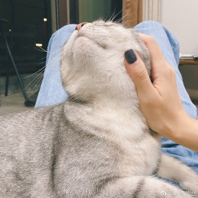 猫图片|宠物猫|猫咪|