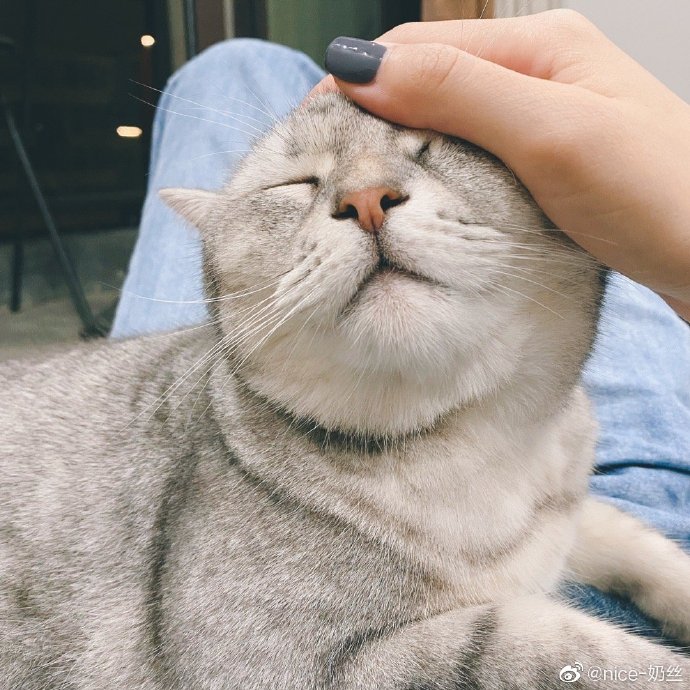 猫图片|宠物猫|猫咪|