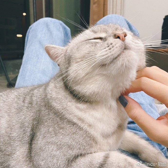 猫图片|宠物猫|猫咪|