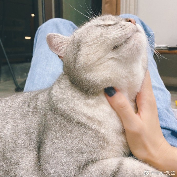 猫图片|宠物猫|猫咪|