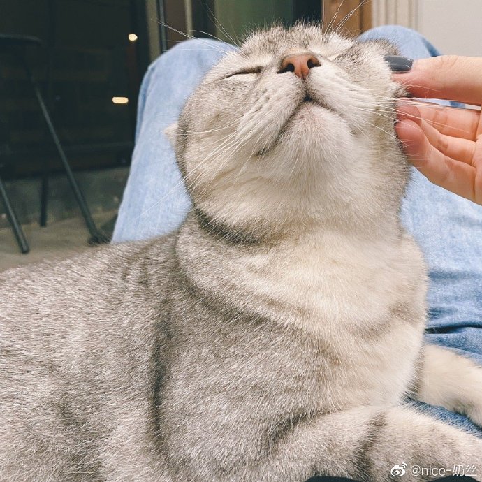 猫图片|宠物猫|猫咪|