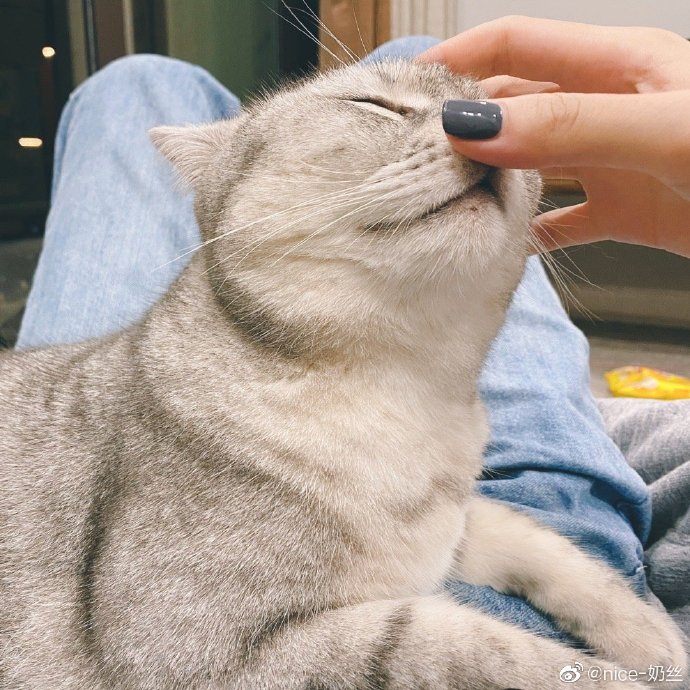 猫图片|宠物猫|猫咪|