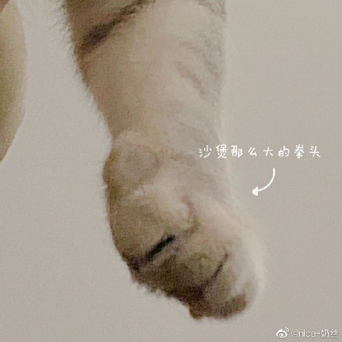 猫图片|宠物猫|猫咪|