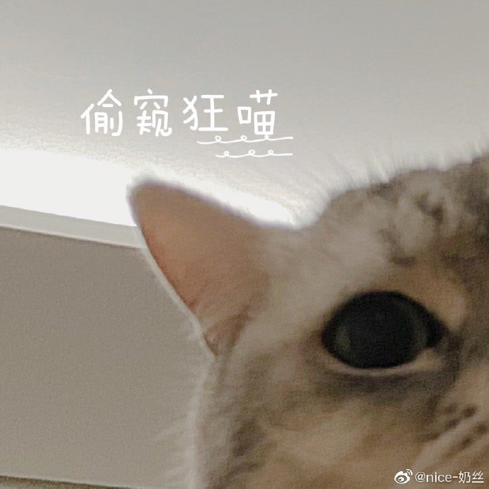 猫图片|宠物猫|猫咪|