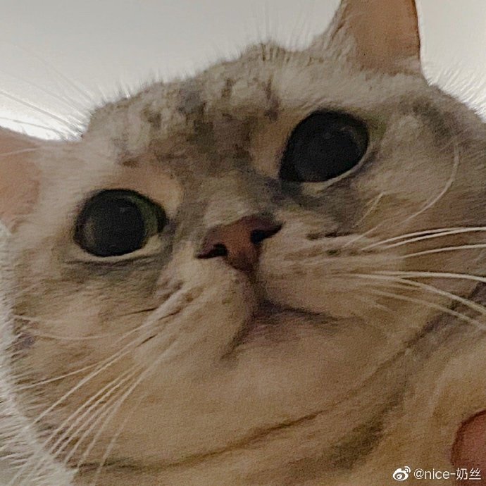 猫图片|宠物猫|猫咪|