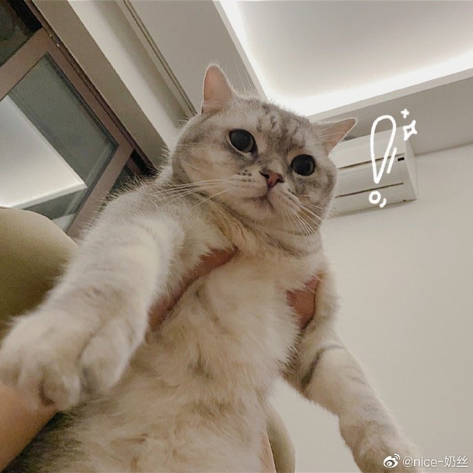 猫图片|宠物猫|猫咪|