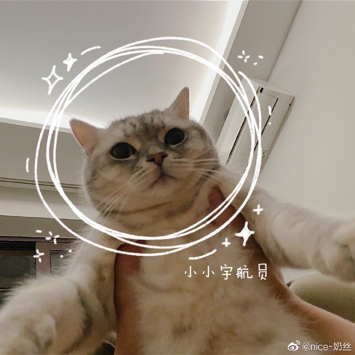 猫图片|宠物猫|猫咪|