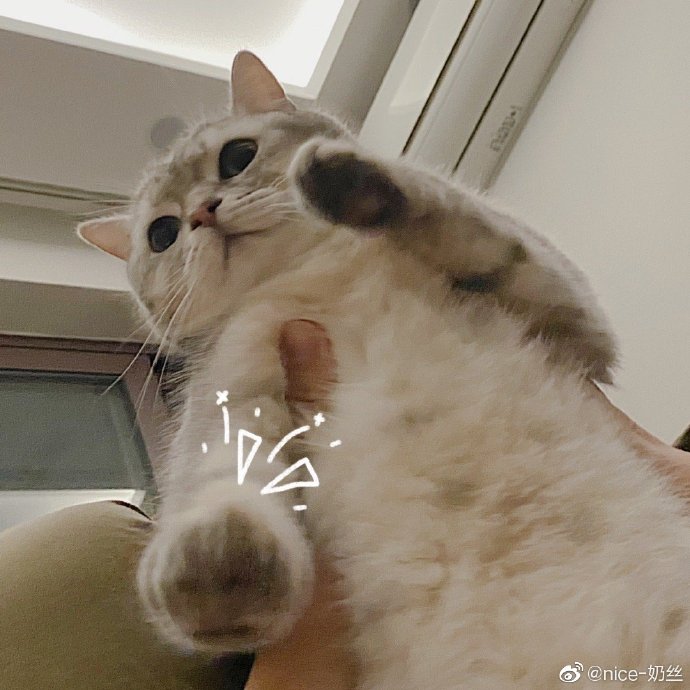 猫图片|宠物猫|猫咪|