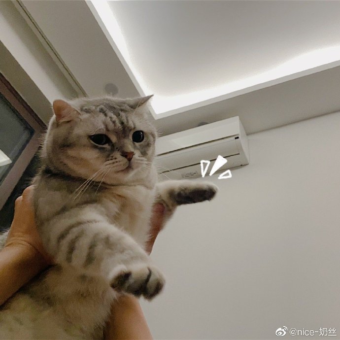 猫图片|宠物猫|猫咪|