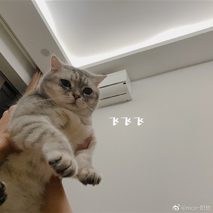 猫图片|宠物猫|猫咪|