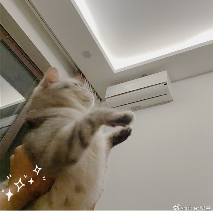 猫图片|宠物猫|猫咪|