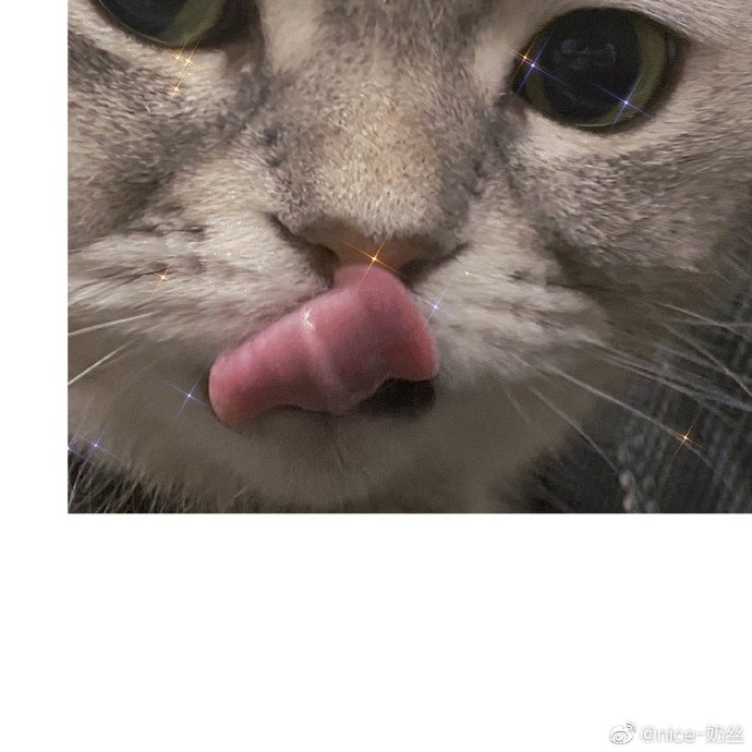 猫图片|宠物猫|猫咪|