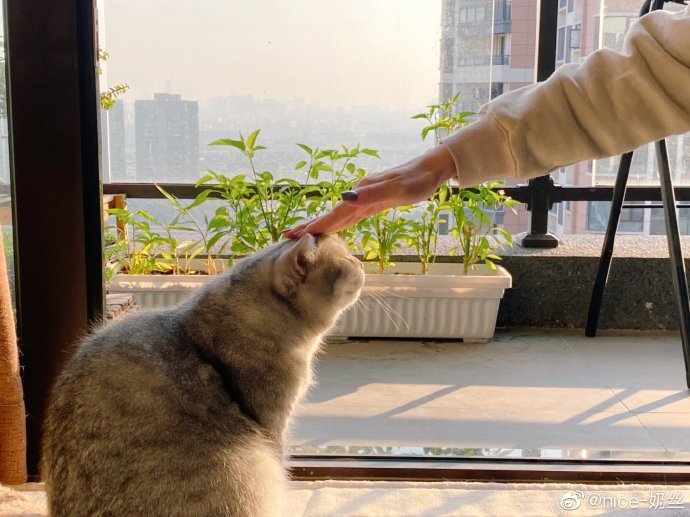 猫图片|宠物猫|猫咪|