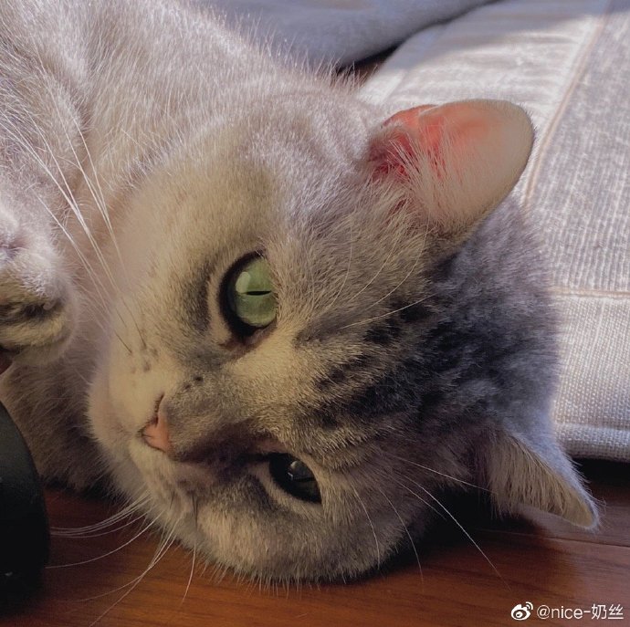 猫图片|宠物猫|猫咪|