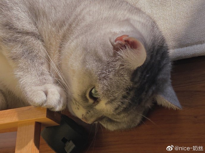 猫图片|宠物猫|猫咪|