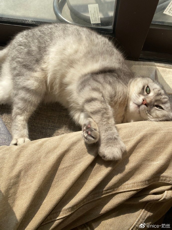 猫图片|宠物猫|猫咪|