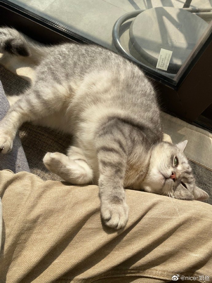 猫图片|宠物猫|猫咪|