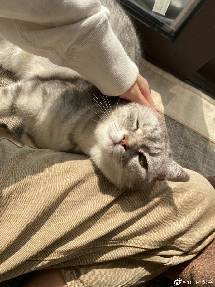 猫图片|宠物猫|猫咪|