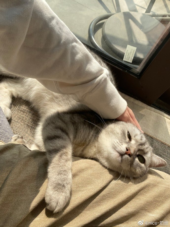 猫图片|宠物猫|猫咪|