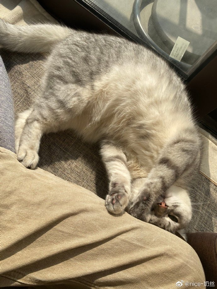 猫图片|宠物猫|猫咪|