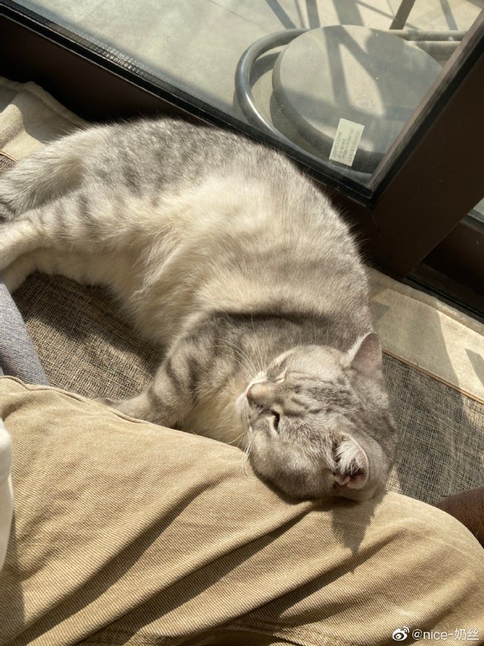 猫图片|宠物猫|猫咪|