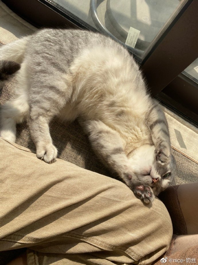 猫图片|宠物猫|猫咪|