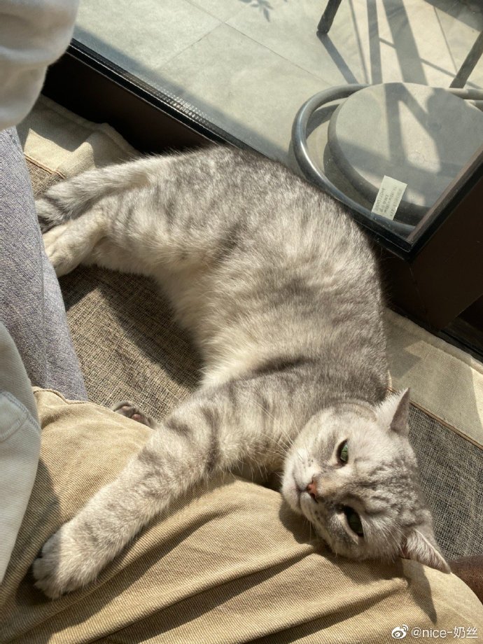 猫图片|宠物猫|猫咪|