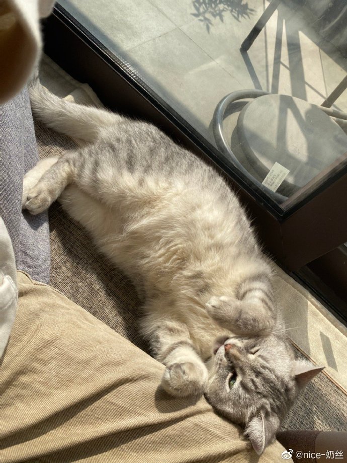 猫图片|宠物猫|猫咪|