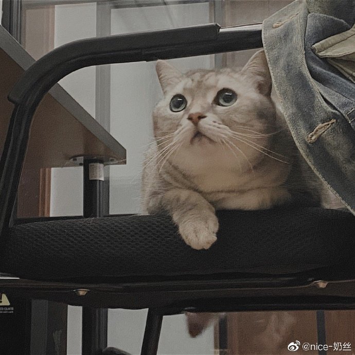 猫图片|宠物猫|猫咪|