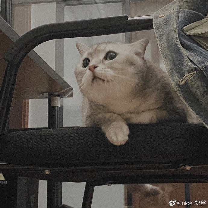 猫图片|宠物猫|猫咪|