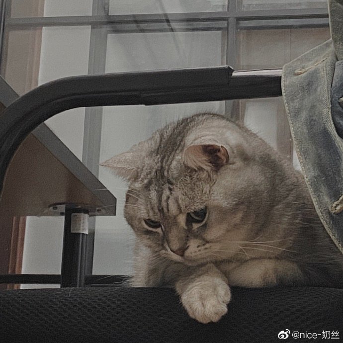 猫图片|宠物猫|猫咪|