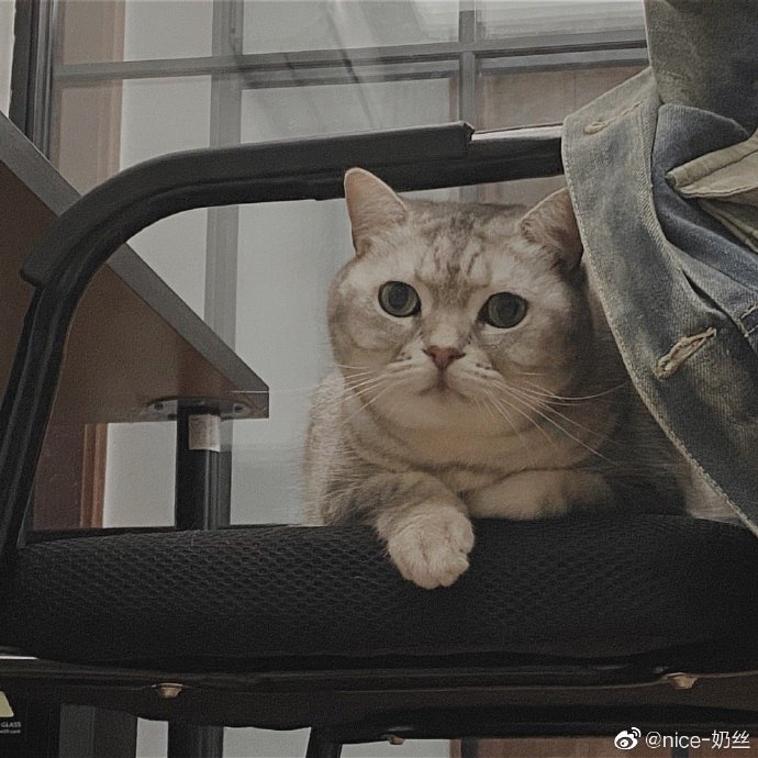 猫图片|宠物猫|猫咪|