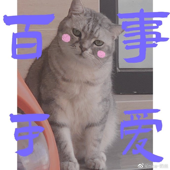 猫图片|宠物猫|猫咪|