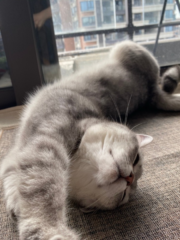 猫图片|宠物猫|猫咪|