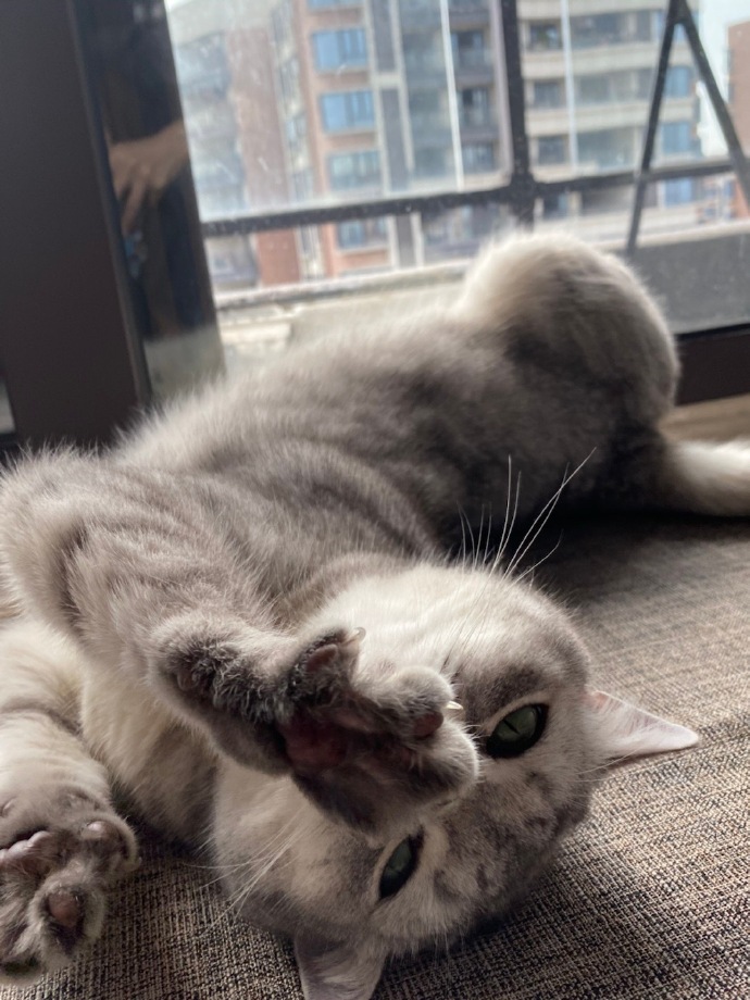 猫图片|宠物猫|猫咪|