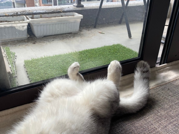 猫图片|宠物猫|猫咪|