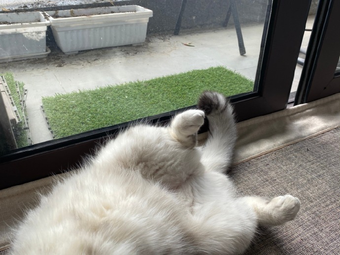 猫图片|宠物猫|猫咪|