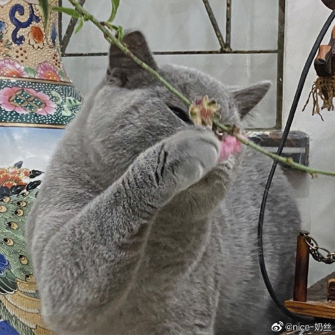 猫图片|宠物猫|猫咪|