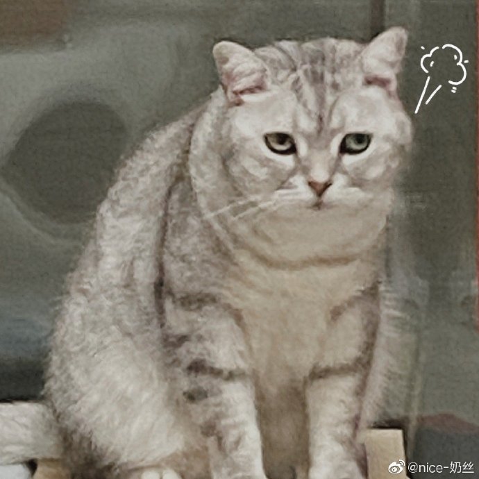 猫图片|宠物猫|猫咪|