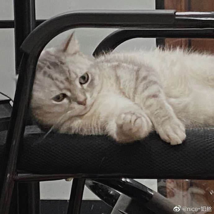 猫图片|宠物猫|猫咪|