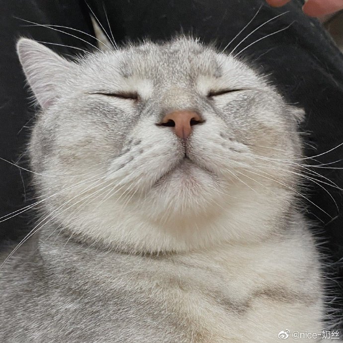 猫图片|宠物猫|猫咪|