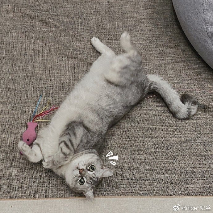 猫图片|宠物猫|猫咪|