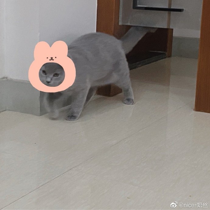 猫图片|宠物猫|猫咪|