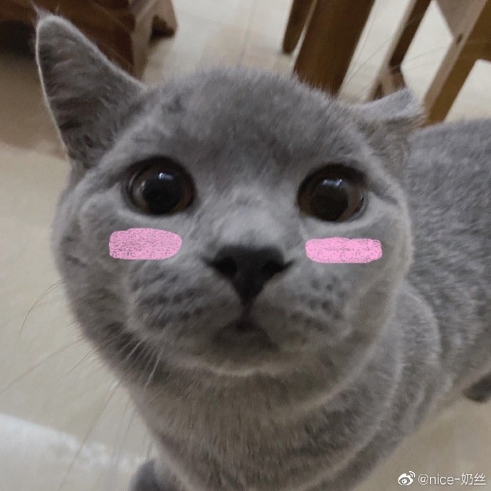 猫图片|宠物猫|猫咪|