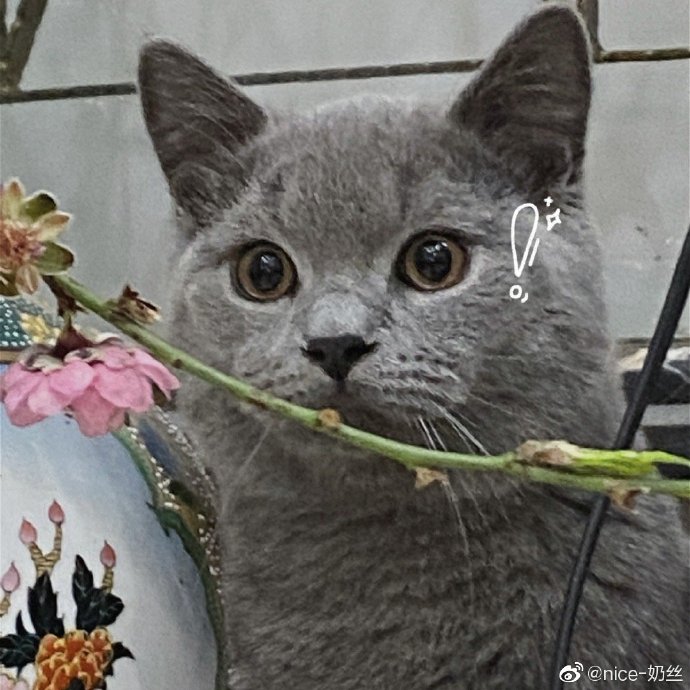 猫图片|宠物猫|猫咪|